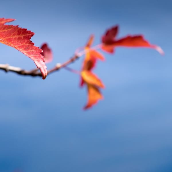 A bare tree in fall