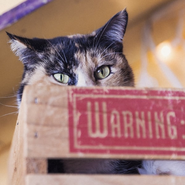 A cat in front of a warning sign