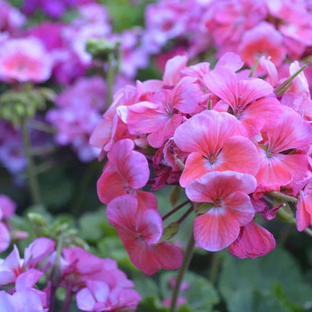 Geraniums on sale for the Women's Society Flower Sale 2021