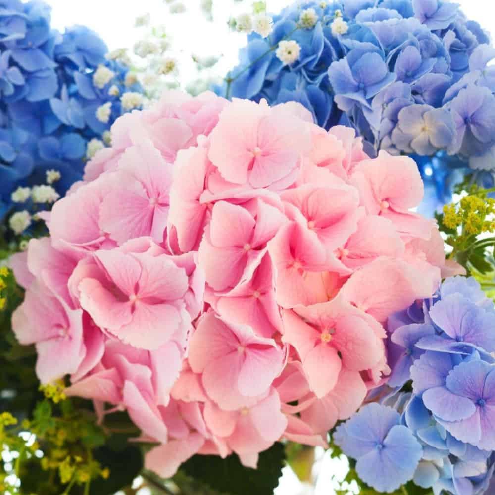 Pink and Blue Hydrangeas on sale for the Women's Society Flower Sale 2021