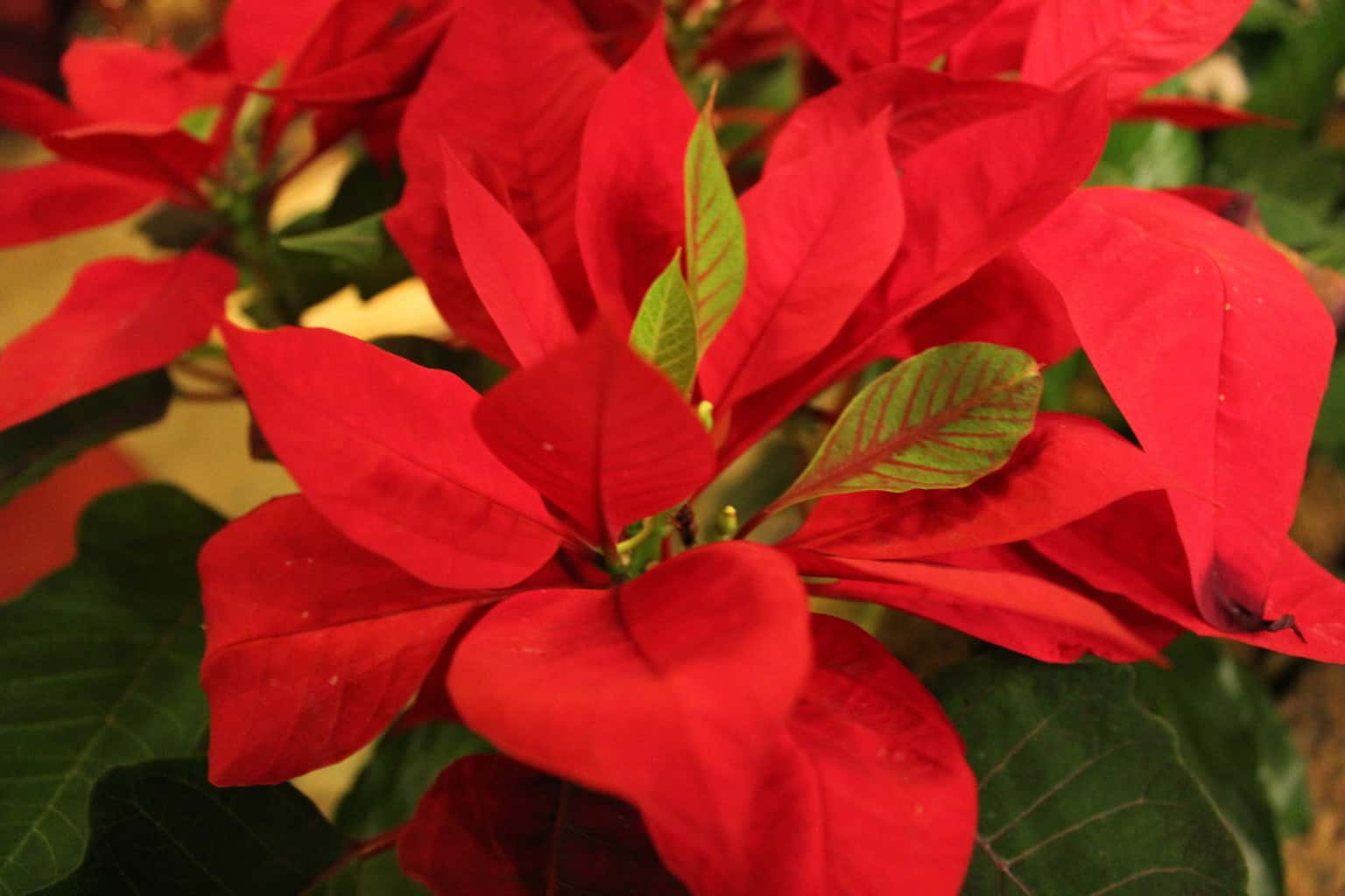 poinsettia_flower